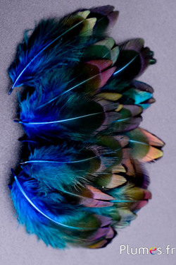Faisan de Colchide - 3-5 cm - turquoise